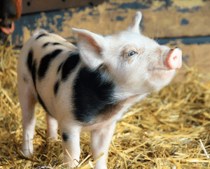 Piglet
